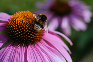 Bumblebee on a pink flower echinacea. Insects frolic on colorful flowers to suck nectar. Shallow...