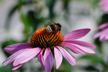 Bumblebee on a pink flower echinacea. Insects frolic on colorful flowers to suck nectar. Shallow...