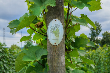 Vine plants with a 