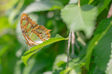 butterfly on leaf