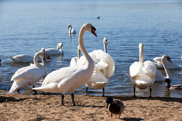 beautiful waterfowl group Swan bird on the lake in spring