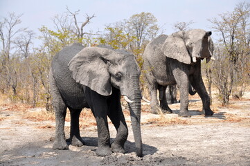 Fototapeta na wymiar Two african elephants in natural habitat, Chobe national park, Botswana