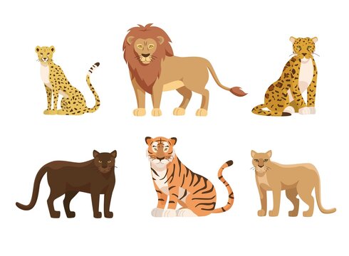 Big cats of Africa and North America vector illustrations set. Cartoon tiger, African lion, cheetah, panther, American jaguar, cougar isolated on white background. Wild animals, zoo, fauna concept
