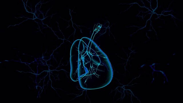 medical lungs holographic animation in black background