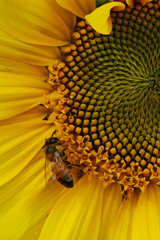 Close up of Bee on a yellow sunflower. Sunflower blooming. Insects frolic on colorful flowers to suck nectar. Shallow depth of field