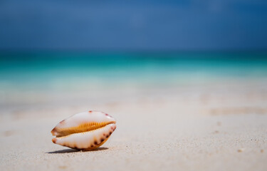 Sea scallops shell on a beach with space for text, ocean on bacground. Maldives, july 2021. Crossroads Maldives.