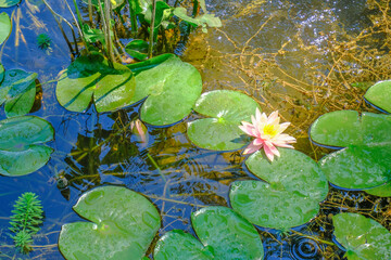 Pink waterlily flower across green leaves in pond in sunlight. natural background