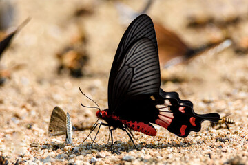 Beautiful the Adamson's Rose butterfly is sucking food from wet ground
