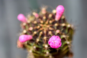 Closeup of beautiful pink cactus flowers with spines
