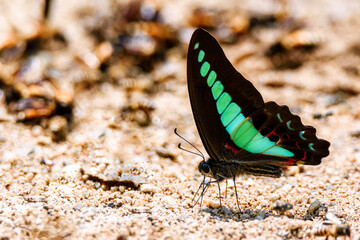 Blue Triangle butterfly or Common Bluebottle butterfly is sucking food from wet ground
