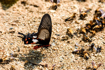 Beautiful the Adamson's Rose butterfly is sucking food from wet ground