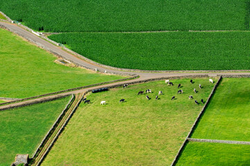 Prados verdes, animais a pastar e campos de milho visto da Serra do Cume, Ilha Terceira, Açores