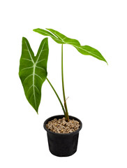 Alocasia Longiloba on a white background