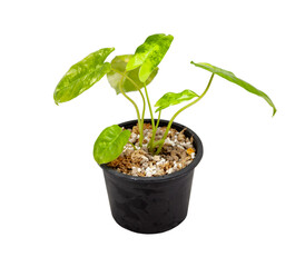 Philodendron Burle Marx Variegated, beautiful decoration