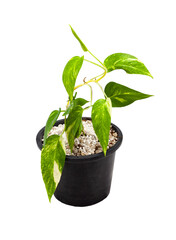 epipremnum pinnatum variegated on a white background.