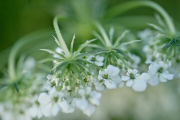 White wildflower-Wild carrot, birds nest, daucus carota     
