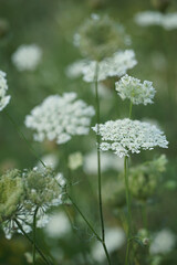 White wildflower-Wild carrot, birds nest, daucus carota     