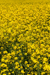 Obraz premium flowering rapeseed with a lot of yellow flowers