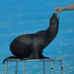 A trained fur seal is fed from the hands on table , marine pinipeds mammals animals entertainment in Circus