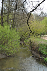 Fototapeta na wymiar View of a stream with muddy water after rain. Spring forest panorama.