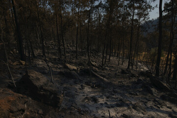 Fototapeta na wymiar Burned forest