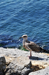 Sea gull on a large stone. Seagull on the background of calm waves.