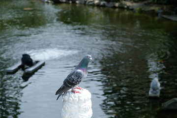 pigeon standing alone on stone beside the pond