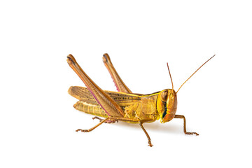 The brown grasshopper isolated on white background.