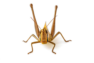 The brown grasshopper isolated on white background.