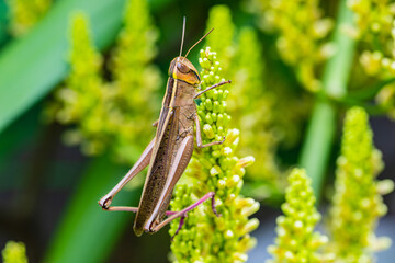 The brown grasshopper on the leafs.