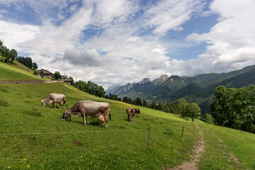Fototapeta na wymiar Gray cows on the alpine pasture in summer