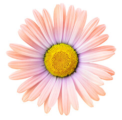 Light  pink chamomile flower  on white isolated background with clipping path. Closeup. For design. Nature.