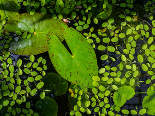 A pond with a lot of green aquatic plants in close-up - Powered by Adobe