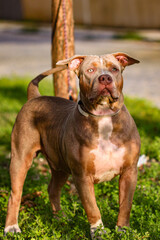 Brazilian pit monster dog being photographed in a green area