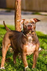 Brazilian pit monster dog being photographed in a green area