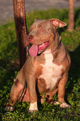 Brazilian pit monster dog being photographed in a green area