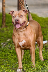 Brazilian pit monster dog being photographed in a green area