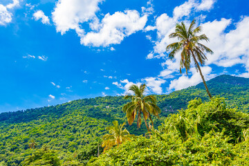 Fototapeta na wymiar Nature with palm trees of tropical island Ilha Grande Brazil.