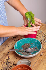 A woman transplants a houseplant, a flower in a ceramic pot. Hands and flower close-up.