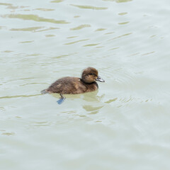Aythya fuligula - Juvenile tufted ducks color is less vibrant and the tuft is less pronounced similar in appearance to mature female