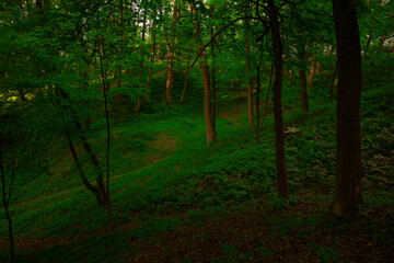 vibrant green park trees with shadow from foliage summer natural environment space