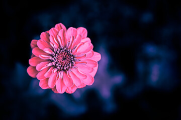 pink flower on dark blue plant background