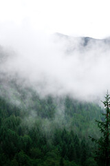 Forêt de Chartreuse dans la brume