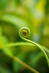 close up of a leaf