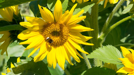 słonecznik z bąkiem