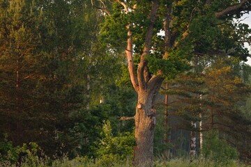 Close-up of mighty deciduous oak tree in the green forest (public park). Atmospheric summer...