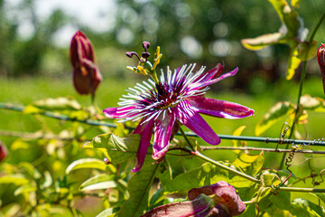 Exotic Passion Fruit Flower Close up photo with green background