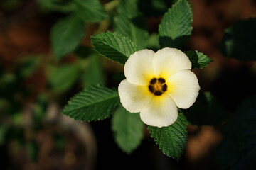 White buttercup or turnera subulata is a very beautiful flower and blooms every 8 o'clock in the morning           