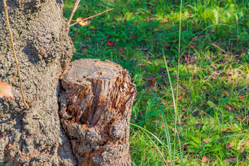 切られた木
