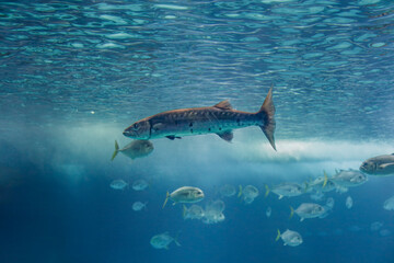 Obraz premium Soft backlit barracuda